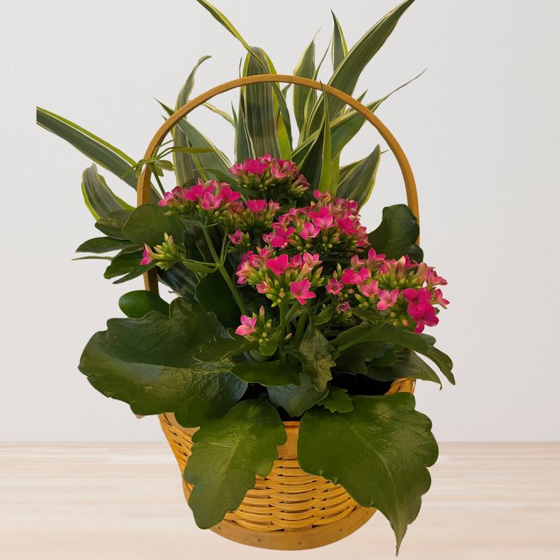 Basket Dish Garden