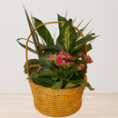 Basket Dish Garden
