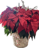 Poinsettia Plant