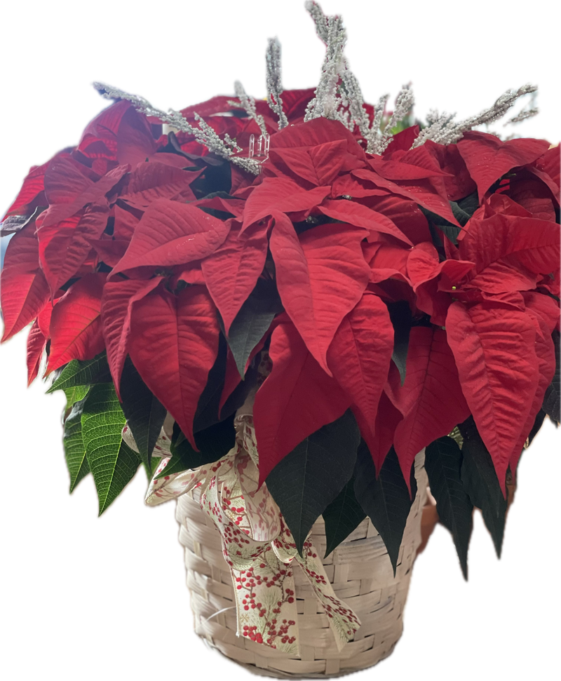 Poinsettia Plant
